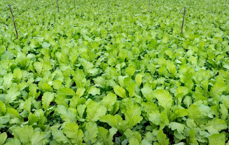 庆鸿双茂硬件开发服务：从原型验证到量产支持流程详解
